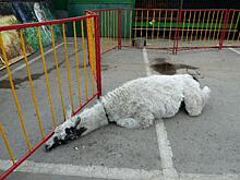 Прокуратура в Рязани проверит зоопарк на предмет жестокого обращения с животными