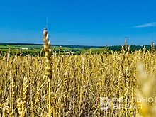 Прогноз: урожай пшеницы в России в 2025 году превысит прошлогодний на 2,3%