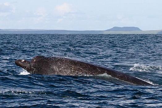 Стало известно о состоянии кита, застрявшего у берегов Сахалина