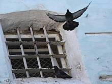 Раскрыто местонахождение пережившего в СИЗО инсульт вора в законе Васи Бандита