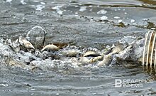 В Нижнекамское водохранилище заселили 120 тысяч новых обитателей