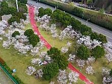 Цветение сакуры в Поднебесной привлекает многочисленных туристов и фотографов