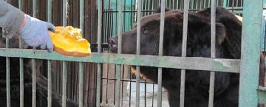 Медведей из зоосада в Благовещенске перевезут в другое место
