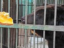 Медведей из зоосада в Благовещенске перевезут в другое место