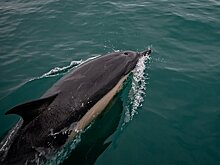 МВД возбудило дело по факту инцидента с выброшенными в Севастополе дельфинами