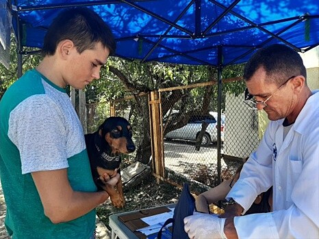 В Севастополе продолжается бесплатная вакцинация собак и кошек