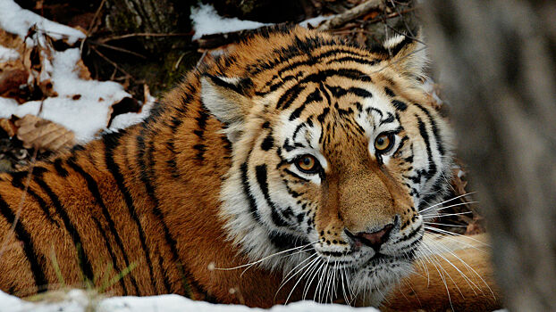 В РФ под угрозой исчезновения оказалось 13 видов животных