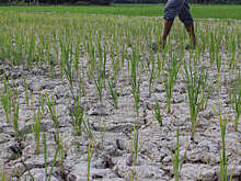 Голубев: в Ростовской области введен режим ЧС из-за почвенной засухи