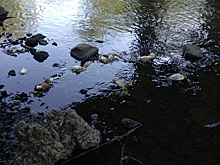 В челябинском городе в реке всплыла мертвая рыба