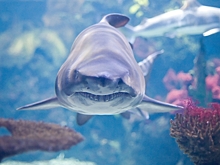 Акулы съели немецкого футболиста