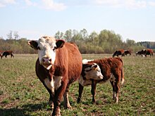 НСПГ подготавливается к внедрению проекта «Смарт Агро» в Казахстане