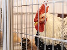 Роспотребнадзор сообщил о вспышке птичьего гриппа в Подмосковье