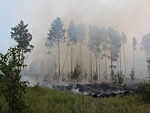 Минлесхоз призывает нижегородцев воздержаться от посещения лесов из-за высокой пожарной опасности