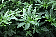 Зеленский созвал Раду для легализации марихуаны