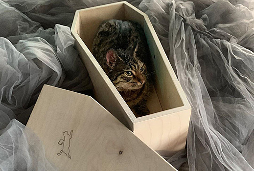 В Москве начали продавать гробы для кошек
