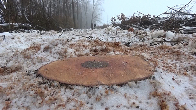 В Воронежской области ищут уничтоживших дубраву лесорубов