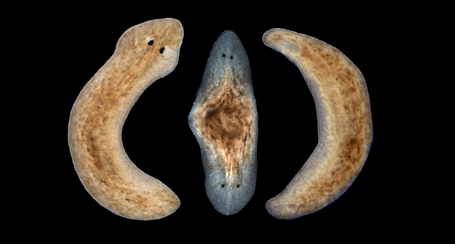 Черви с двумя головами поставили биологов в тупик