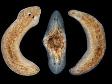 Черви с двумя головами поставили биологов в тупик