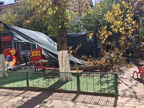 Чиновник из мэрии Краснодара подозревается в смерти девочки в детском саду от рухнувшего дерева. Он утверждает, что невиновен