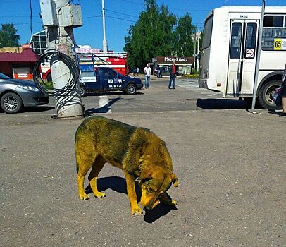 Изверги выкрасили собаку в Костроме в желтый цвет