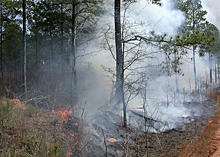 Ученые: лесные пожары на севере Красноярского края могут привести к образованию болот на месте вечной мерзлоты