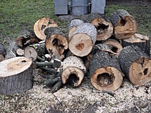 В Иванове провели комплекс работ по санитарной обрезке и вырубке аварийных деревьев