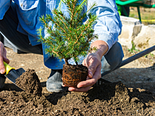 Оштрафовать могут не только за срубленную во дворе ёлку, но и за самовольно посаженную