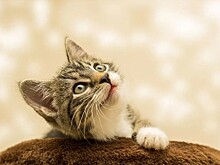 Перечислены продукты, которые нельзя давать котам