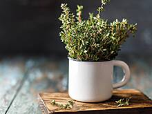 Биолог Баранова предупредила об опасности чабреца для почек и печени