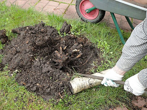 Почему гибнут розы? 4 основные причины неудач в выращивании роз