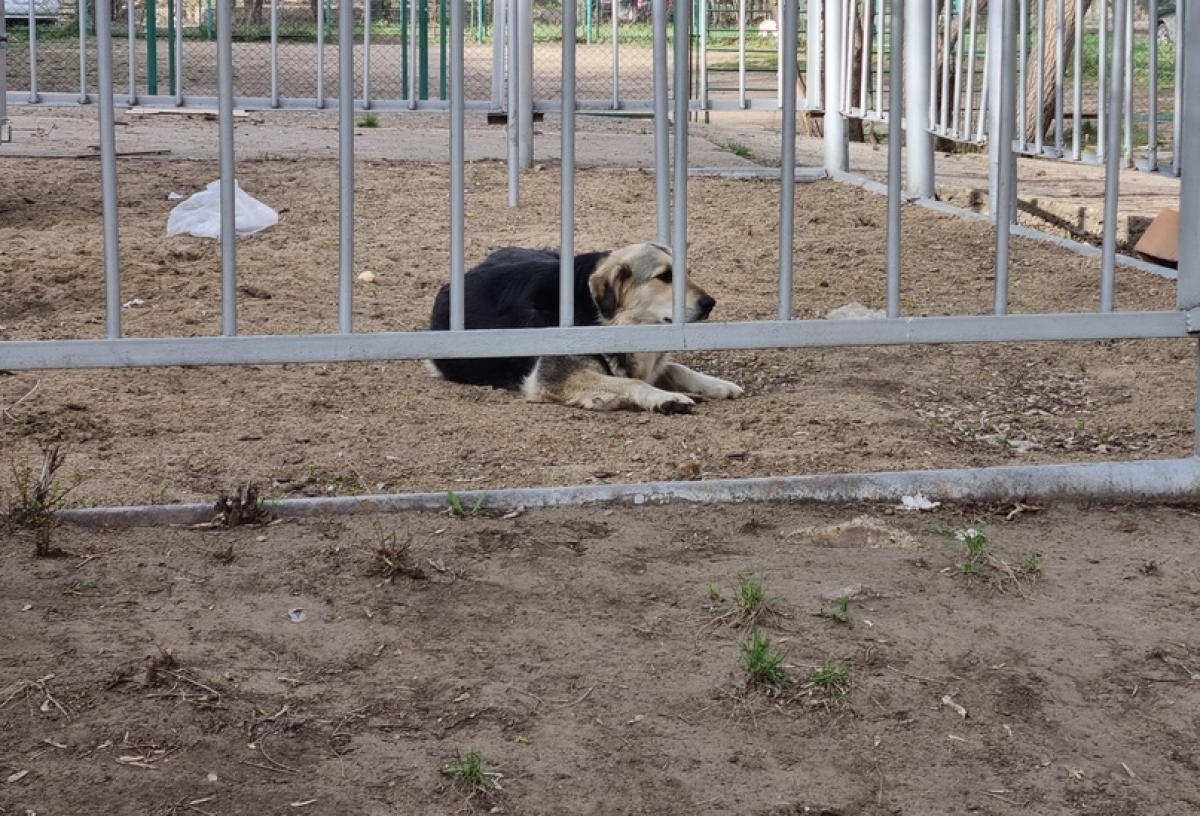 «Просто проходил мимо» — в Омске бездомная собака укусила 7-летнего ребенка