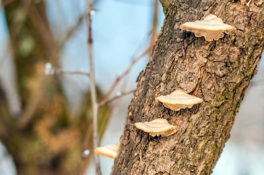 Агроном Татьяна Орлова предупредила о вреде древесных грибов для растений