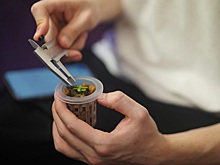 Учёные создали сити-ферму, которая в два раза повысила урожайность базилика