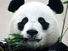 Панда напала на сотрудника бельгийского зоопарка