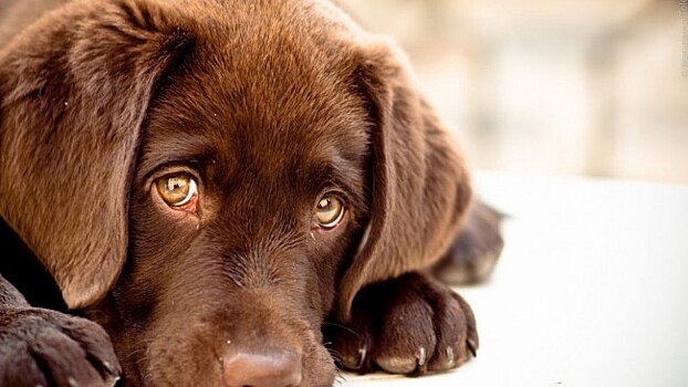 Собаководы ЗАО смогут посетить первый московский фестиваль «Собаки в городе»