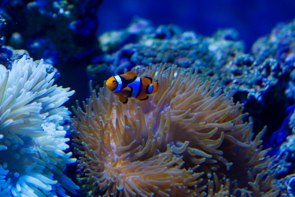 Аквариум на острове Сентоза, Остров Сентоза, Сингапур, Азия