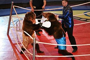 В Пермском цирке медведи катаются на мотобойках и боксируют