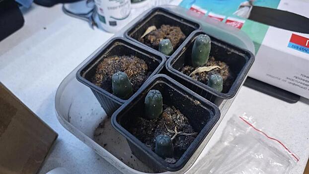 В жилище торговца наркотиками полиция Забайкалья нашла кактусы, содержащие запрещённый мескалин