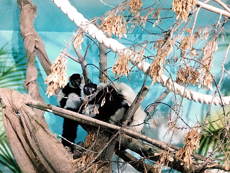 В зоопарке Екатеринбурга устроили Мадагаскар