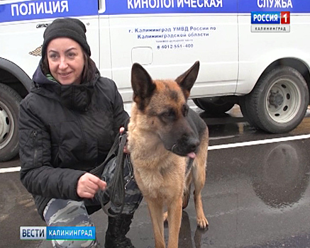 В Калининграде служебные собаки-пенсионеры обрели новых хозяев