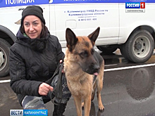 В Калининграде служебные собаки-пенсионеры обрели новых хозяев