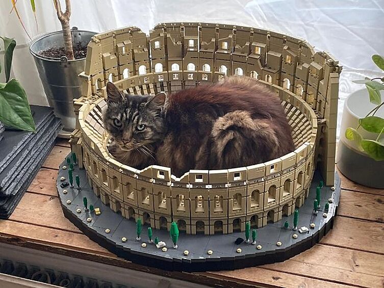 Мало кто знает, но Колизей изначально строили для гигантского кота