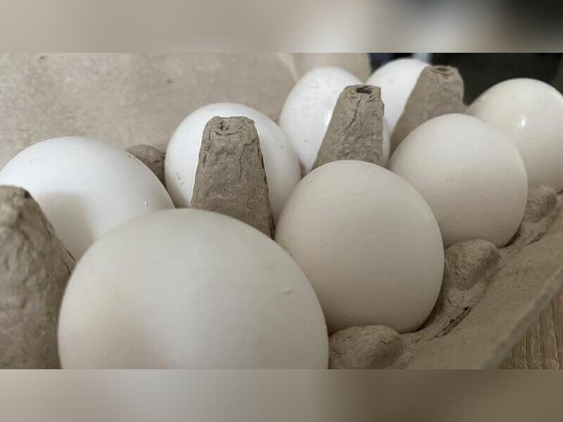 Проблему яиц в Забайкалье решили на районном уровне