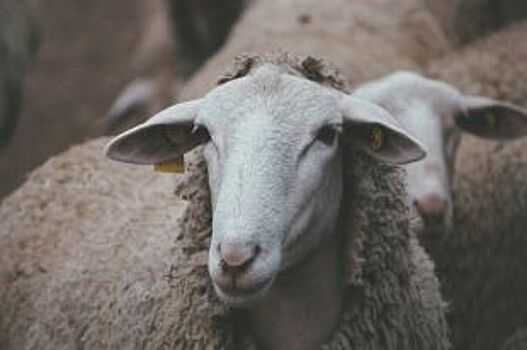 В Волгоградской области 4 мужчин похищали овец ради спиртного