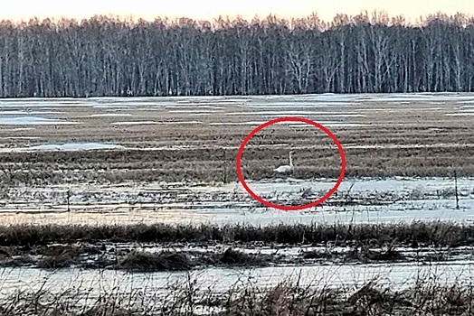 Лебедей в Новосибирской области сосчитал ученый Олег Андреенков