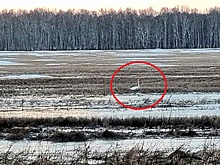 Лебедей в Новосибирской области сосчитал ученый Олег Андреенков