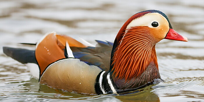 Утки-мандаринки вернулись во Владивосток после холодов