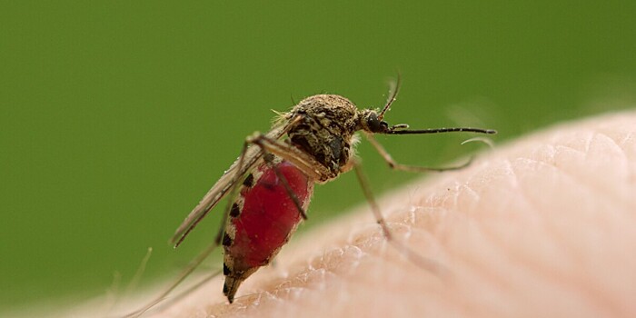 Названы опасные заболевания, которые переносят комары