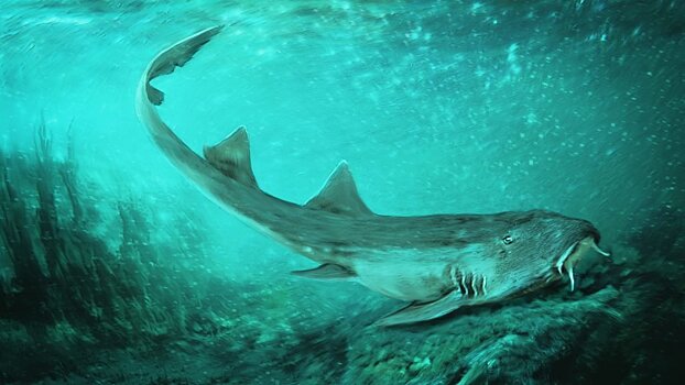 Найдены останки вымершей акулы с "космическими" зубами