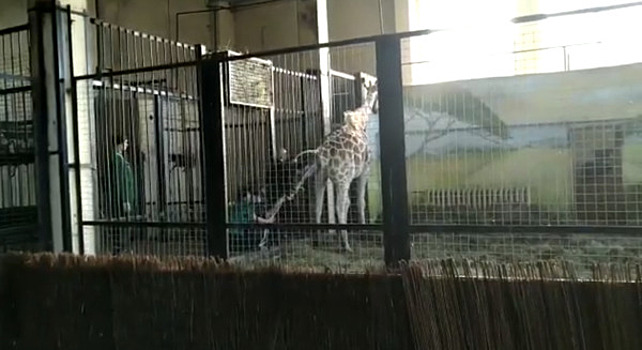 Рождение жирафёнка в Калининградском зоопарке сняли на видео